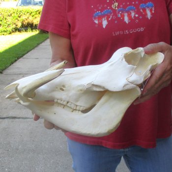 13 inch long African Warthog Skull for sale with 9 inch Ivory tusks - $165