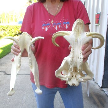 13 inch long African Warthog Skull for sale with 9 inch Ivory tusks - $165