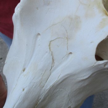 13 inch long African Warthog Skull for sale with 9 inch Ivory tusks - $165