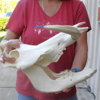 14 inch long African Warthog Skull for sale with 10 inch Ivory tusks - $185
