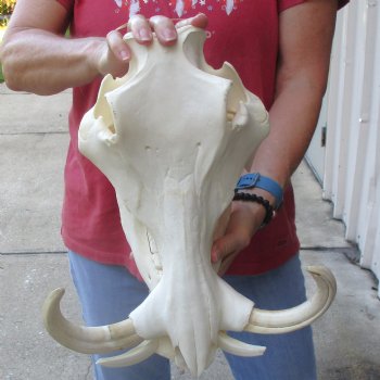 14 inch long African Warthog Skull for sale with 10 inch Ivory tusks - $185
