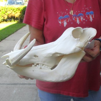 14 inch long African Warthog Skull for sale with 10 inch Ivory tusks - $185