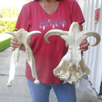 14 inch long African Warthog Skull for sale with 10 inch Ivory tusks - $185