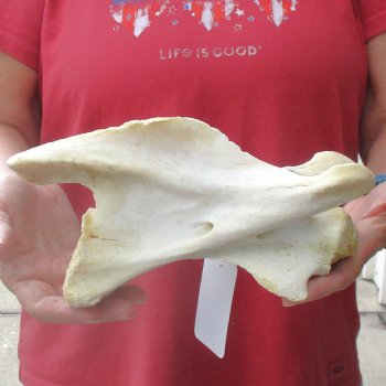 9-1/2" Giraffe Vertebra Bone, available for sale - $45