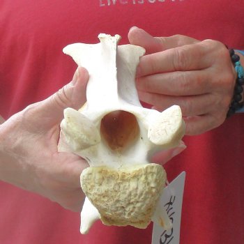 9-1/2" Giraffe Vertebra Bone, available for sale - $45