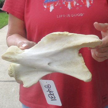 9-1/2" Giraffe Vertebra Bone, available for sale - $45