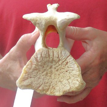 9-1/2" Giraffe Vertebra Bone, available for sale - $45