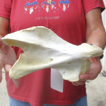 9" Giraffe Vertebra Bone, available for sale - $45