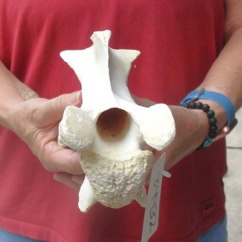 9" Giraffe Vertebra Bone, available for sale - $45
