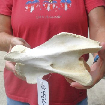 9" Giraffe Vertebra Bone, available for sale - $45