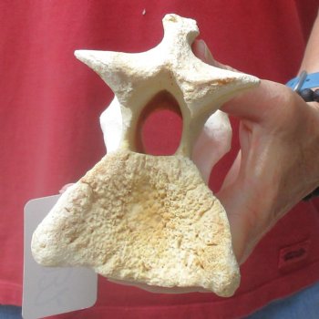 9" Giraffe Vertebra Bone, available for sale - $45
