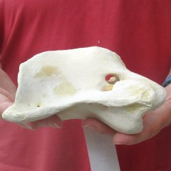 6" Giraffe Vertebra Atlas Bone - $40