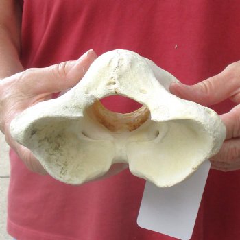 6" Giraffe Vertebra Atlas Bone - $40