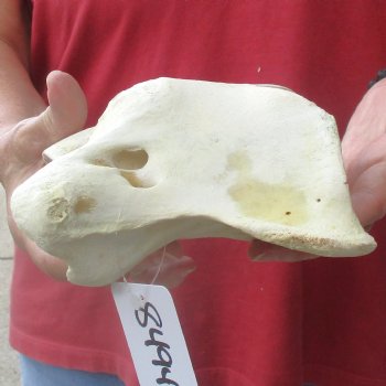 6" Giraffe Vertebra Atlas Bone - $40