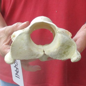 6" Giraffe Vertebra Atlas Bone - $40