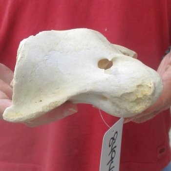 5-1/2" Giraffe Vertebra Atlas Bone - $40
