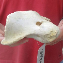 5-1/2" Giraffe Vertebra Atlas Bone - $40