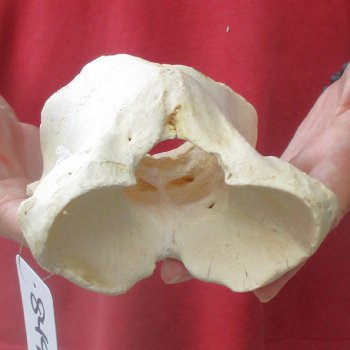 5-1/2" Giraffe Vertebra Atlas Bone - $40