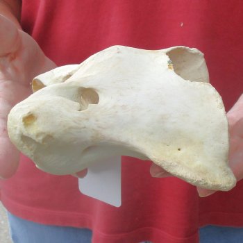 5-1/2" Giraffe Vertebra Atlas Bone - $40
