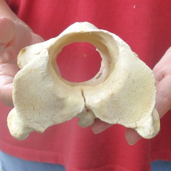5-1/2" Giraffe Vertebra Atlas Bone - $40
