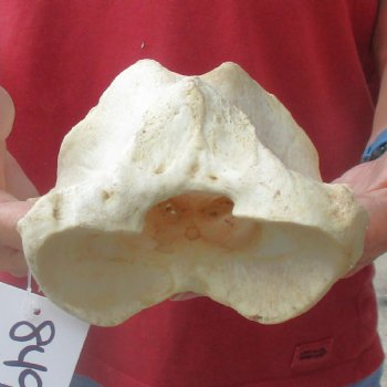 6-1/2" Giraffe Vertebra Atlas Bone - $40