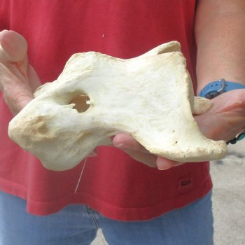 6-1/2" Giraffe Vertebra Atlas Bone - $40