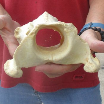 6-1/2" Giraffe Vertebra Atlas Bone - $40