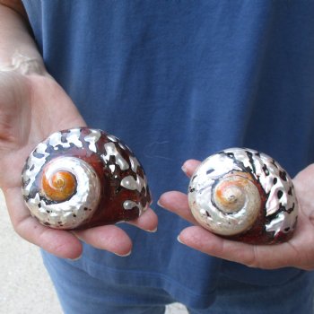 Two piece lot of Polished Turbo Samrticus 2-3/4 and 3 inches, available for sale $18/lot