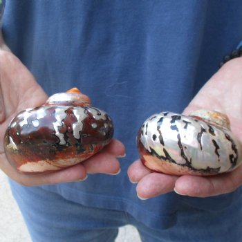 Two piece lot of Polished Turbo Samrticus 2-3/4 and 3 inches, available for sale $18/lot