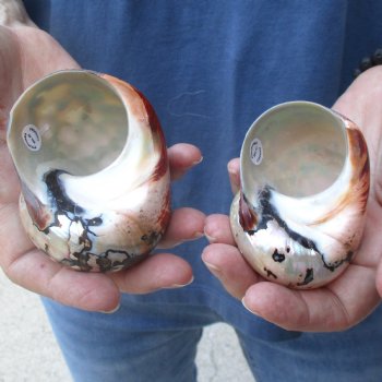 Two piece lot of Polished Turbo Samrticus 2-3/4 and 3 inches, available for sale $18/lot