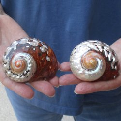 Two piece lot of Polished Turbo Samrticus 2-3/4 and 3 inches, available for sale $18/lot