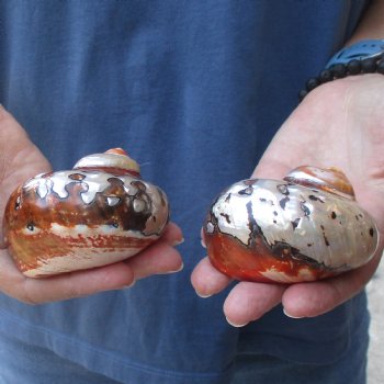 Two piece lot of Polished Turbo Samrticus 2-3/4 and 3 inches, available for sale $18/lot