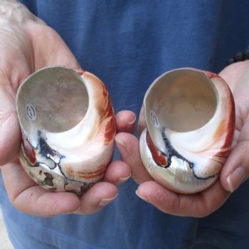 Two piece lot of Polished Turbo Samrticus 2-3/4 and 3 inches, available for sale $18/lot