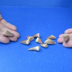 10pc Fossil Mosasau...