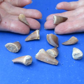 10pc Fossil Mosasaur (Marine Reptile)Teeth for sale measuring 1/2 to 1 inches long for $20