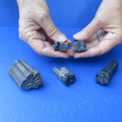 5 piece lot of fossil horse teeth  1-1/2 inch to 2-3/4 inches in size - $20