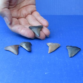 Buy this 5 pc lot of 1" to 1-1/2" Fossilized Mako Shark Teeth - $35
