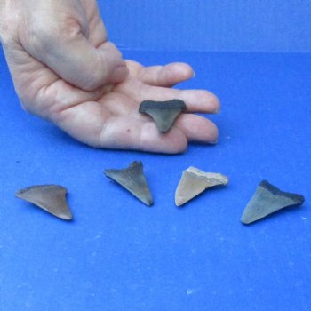 Buy this 5 pc lot of 1" to 1-1/2" Fossilized Mako Shark Teeth - $35