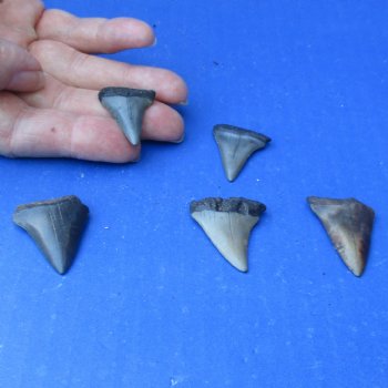Buy this 5 pc lot of 1" to 1-1/2" Fossilized Mako Shark Teeth - $35