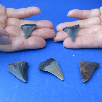 Buy this 5 pc lot of 1" to 1-1/2" Fossilized Mako Shark Teeth - $35