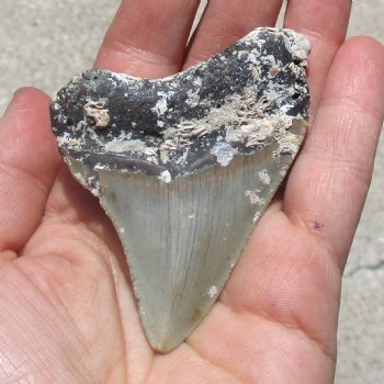 Natural, Uncleaned 2-7/8" x 2-1/4" Megalodon Tooth - $19