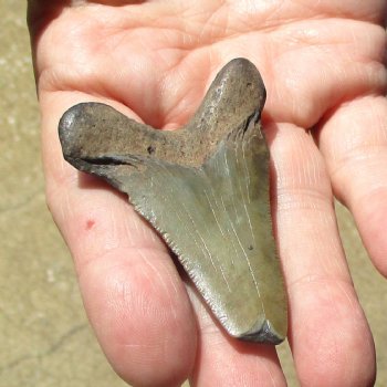 2-3/8" x 1-3/4" Megalodon Tooth - $30