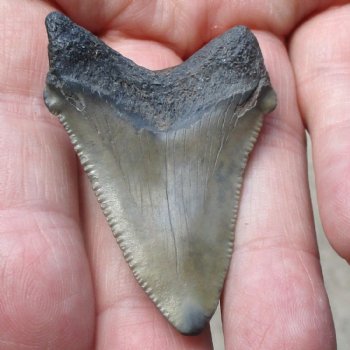 2" x 1-3/8" Megalodon Tooth - $30