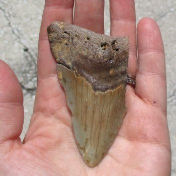 3-1/8" x 1-3/4" B-Grade Megalodon Tooth - $20