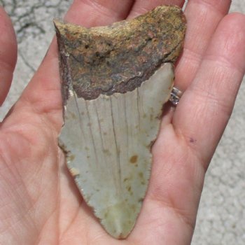 3-1/8" x 1-3/4" B-Grade Megalodon Tooth - $20