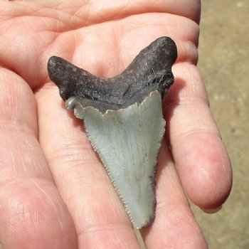 2-1/4" x 1-3/8" Megalodon Tooth - $30
