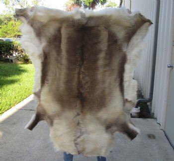 Real Nice 49 inches by 46-1/2 inches Finland Reindeer Hide, Skin, farm raised - $145