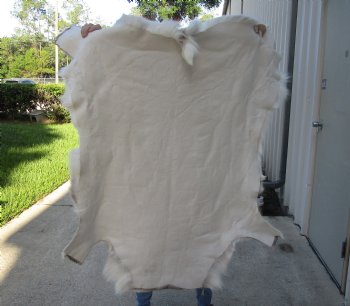 Real Nice 49 inches by 46-1/2 inches Finland Reindeer Hide, Skin, farm raised - $145