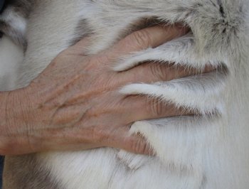 Real Nice 49 inches by 46-1/2 inches Finland Reindeer Hide, Skin, farm raised - $145