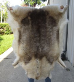 For Sale 47 inches by 41 inches Finland Reindeer Hide, Skin, farm raised - $145